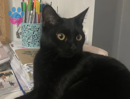 Siyah tekir kedi - 8749 - Görsel 4