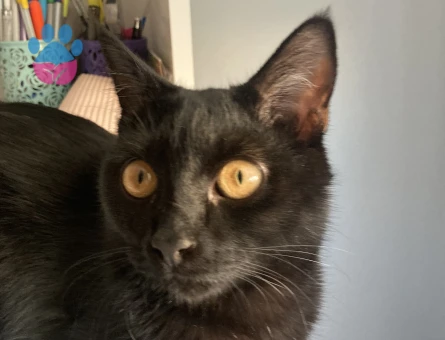 Siyah tekir kedi - 8749 - Görsel 5