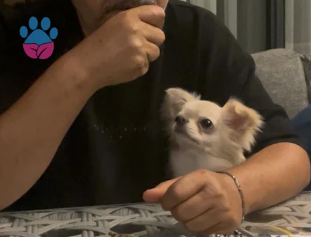 Erkek Safkan secereli Chihuahua - 8756