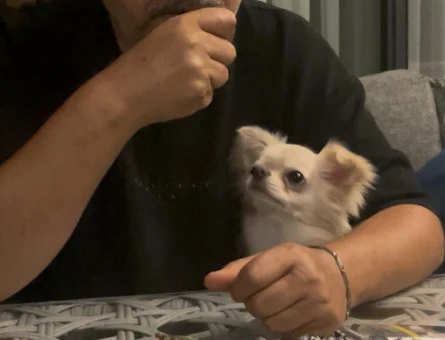 Erkek Safkan secereli Chihuahua - 8756