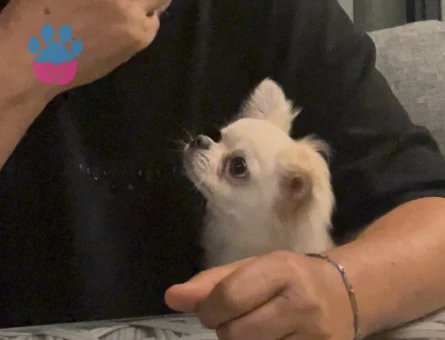 Erkek Safkan secereli Chihuahua - 8756 - Görsel 4