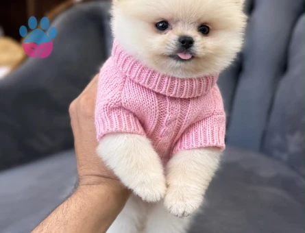 Pomeranıan üretim çiftliğinden - 8757 - Görsel 3