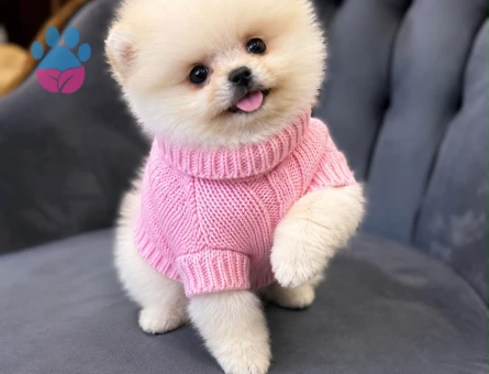 Pomeranıan üretim çiftliğinden - 8757