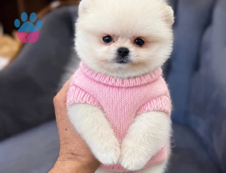 Pomeranıan üretim çiftliğinden - 8757 - Görsel 5