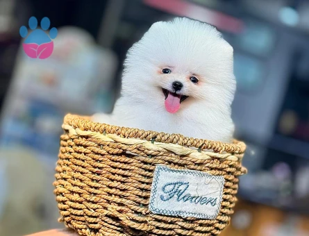 POMERANIAN ÜRETİM ÇİFTLİĞİNDEN - 8759