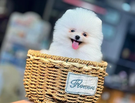 POMERANIAN ÜRETİM ÇİFTLİĞİNDEN - 8759