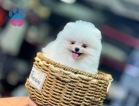 POMERANIAN ÜRETİM ÇİFTLİĞİNDEN - 8759 - Görsel 4