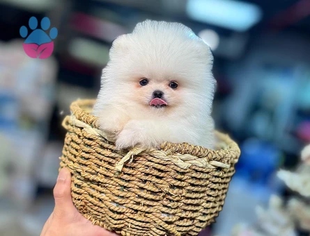 POMERANIAN ÜRETİM ÇİFTLİĞİNDEN - 8759 - Görsel 5