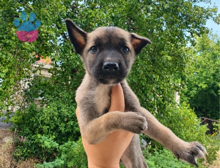 36 günlük Belçika malinois - 8763