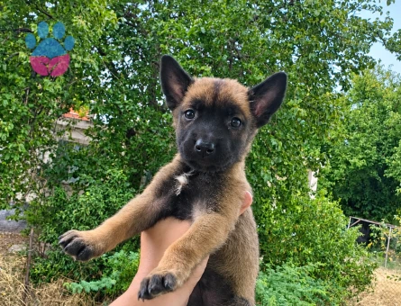 36 günlük Belçika malinois - 8763 - Görsel 3