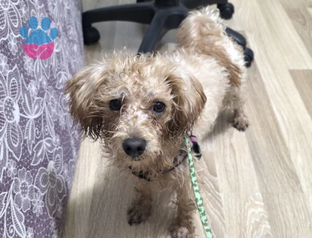 Satılık Toy poodle - 8764