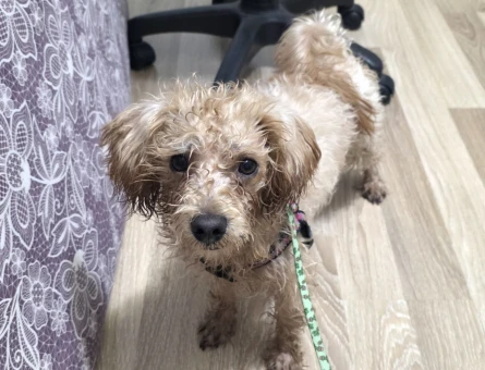 Satılık Toy poodle - 8764