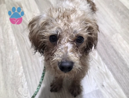 Satılık Toy poodle - 8764 - Görsel 3