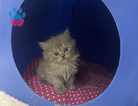 MİNİK ASİL YÜZLÜ PELUŞ TÜYLÜ YAVRULARIM