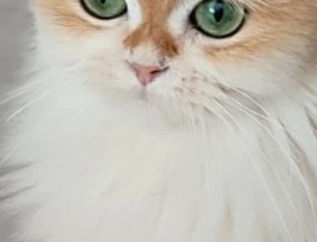 Blh golden disi pet veya secereli