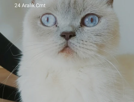 Dişi Blue point kısır değildir