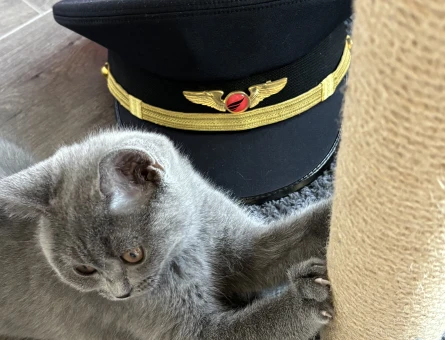 BSH 👩🏻‍✈️🐈‍⬛✈️