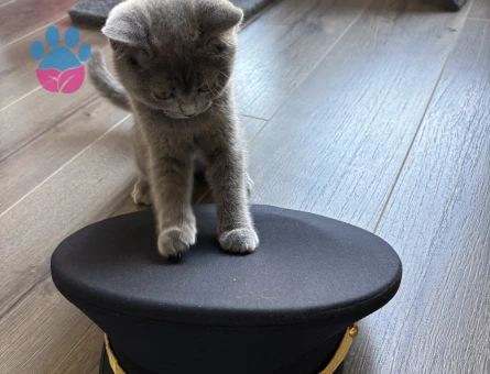 BSH 👩🏻‍✈️🐈‍⬛✈️