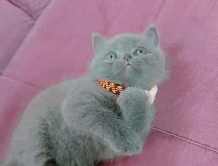 British Shorthair 2 Aylık