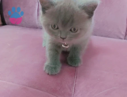 British Shorthair 2 Aylık