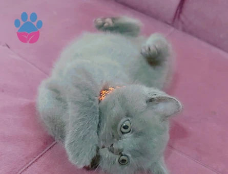 British Shorthair 2 Aylık