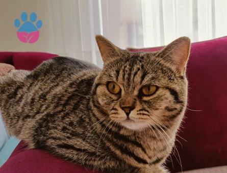 British Shorthair 1 yaşında dişi kedi