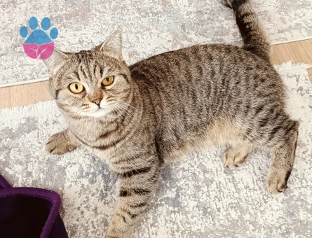 British Shorthair 1 yaşında dişi kedi