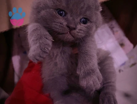 Minik scottish yavrumuza yuva ariyoruz