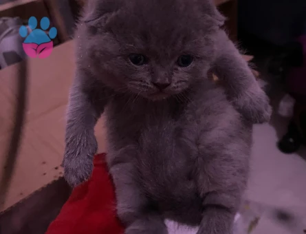 Minik scottish yavrumuza yuva ariyoruz