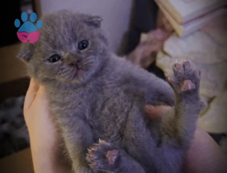 Minik scottish yavrumuza yuva ariyoruz