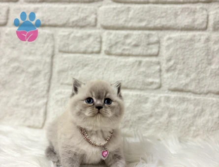 British Shorthair Lynx Point Ayıcık Surat 2 aylık