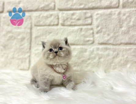 British Shorthair Lynx Point Ayıcık Surat 2 aylık