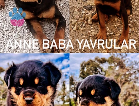 A kalite  Rottweiler Yavrularımız Hazır Durumda