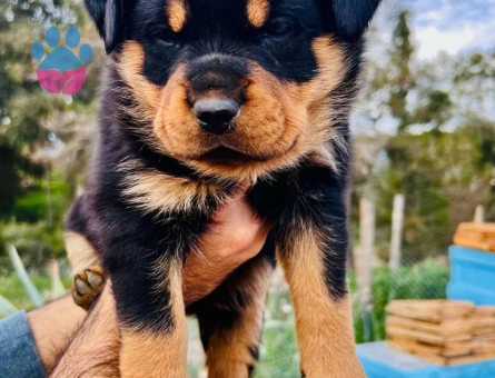 A kalite  Rottweiler Yavrularımız Hazır Durumda