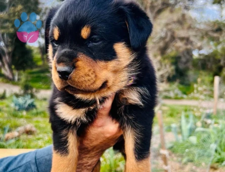A kalite  Rottweiler Yavrularımız Hazır Durumda