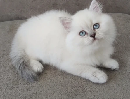 British Longhair 2 Aylık Yavrular