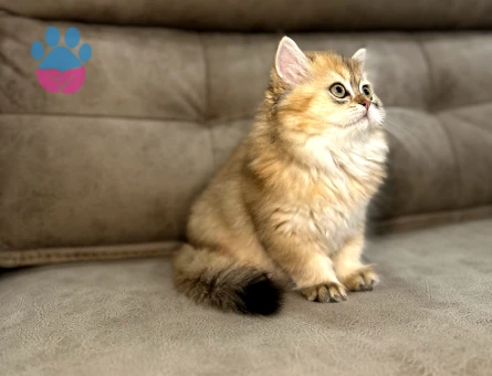 British Longhair 2 Aylık Yavrular