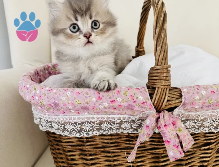 British Longhair 2 Aylık Erkek