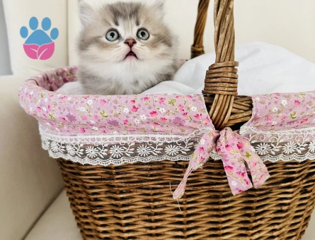 British Longhair 2 Aylık Erkek
