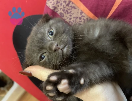 British Shorthair 2 Aylık Yuva Arıyor