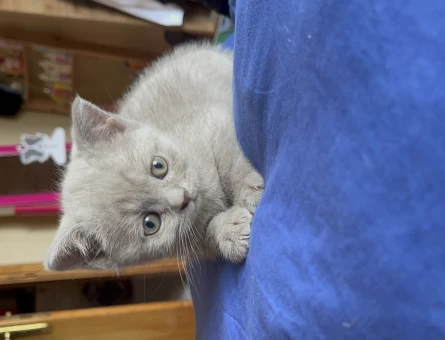 British Shorthair 2 Aylık Yuva Arıyor