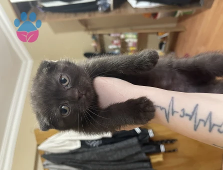 British Shorthair 2 Aylık Yuva Arıyor