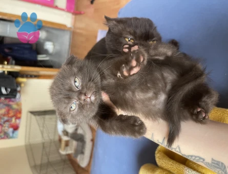 British Shorthair 2 Aylık Yuva Arıyor