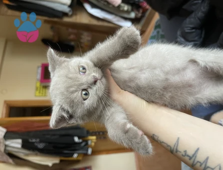 British Shorthair 2 Aylık Yuva Arıyor
