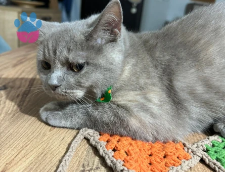 British Shorthair 1 Yaşında Yuva Arıyor