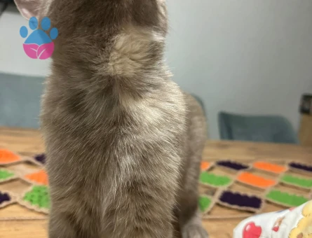British Shorthair 1 Yaşında Yuva Arıyor