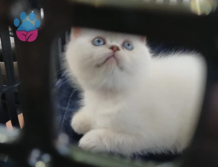 Safkan British Shorthair Yuva Arıyor