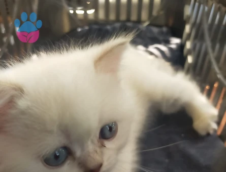 Safkan British Shorthair Yuva Arıyor