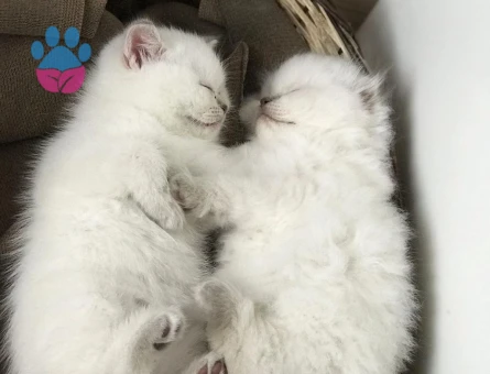 Safkan British Shorthair Yuva Arıyor