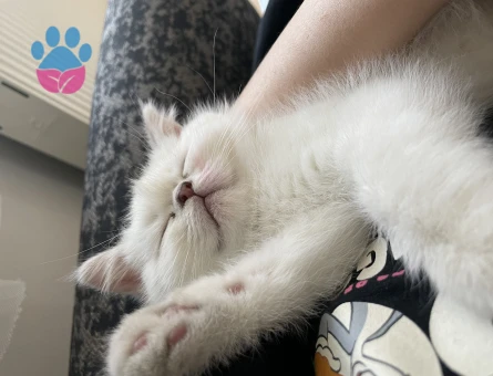 Safkan British Shorthair Yuva Arıyor